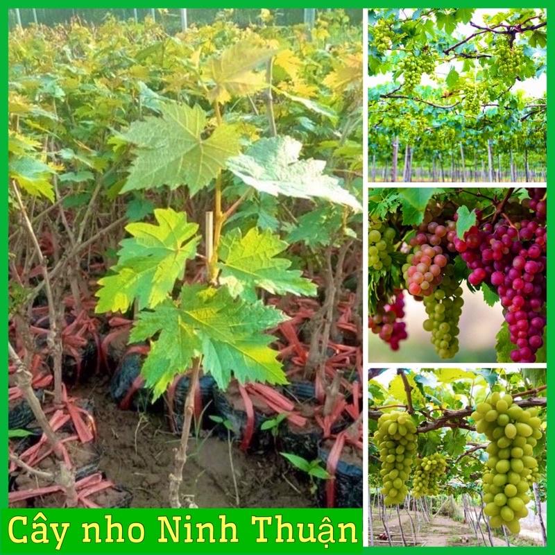 Cây giống nho Ninh Thuận chuẩn giống vị ngọt rôn rốt cây ghép mắt ( xanh và tím)