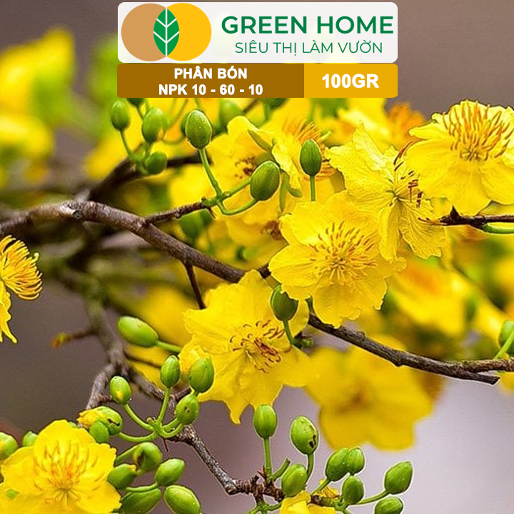 Phân Bón NPK 10-60-10 GreenHome, Hũ 100gr, Tạo Nụ, Kích Thích Ra Hoa Mai Vàng Mạnh Mẽ