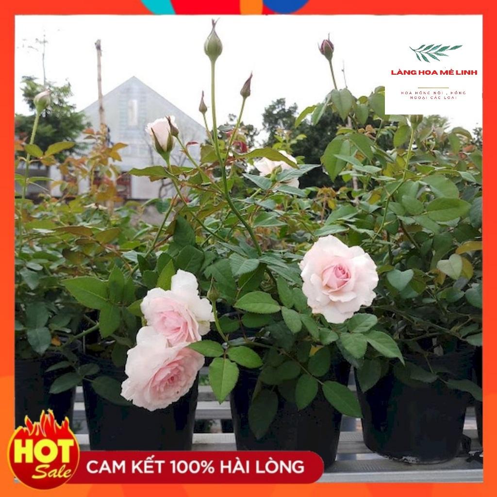 Hoa hồng Misaki Rose - Nếu bạn muốn chọn một giống hoa khỏe, sai hoa, dễ trồng , hoa màu hồng phấn