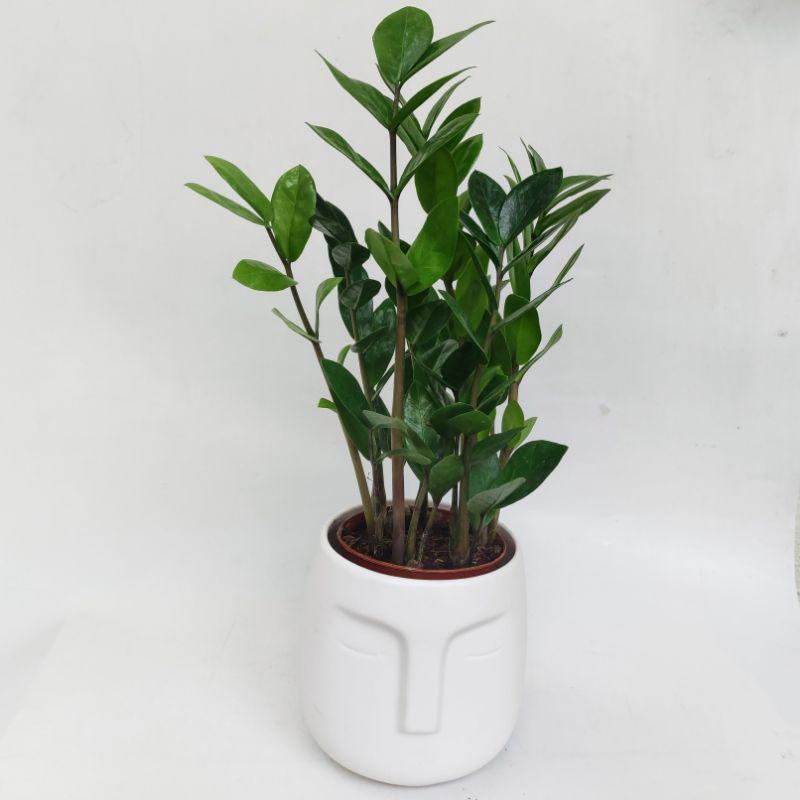 Chậu sứ trồng cây hình mặt người, decor nội thất văn phòng đẹp, phù hợp trồng cây để bàn, gốm Bát Tràng đẹp