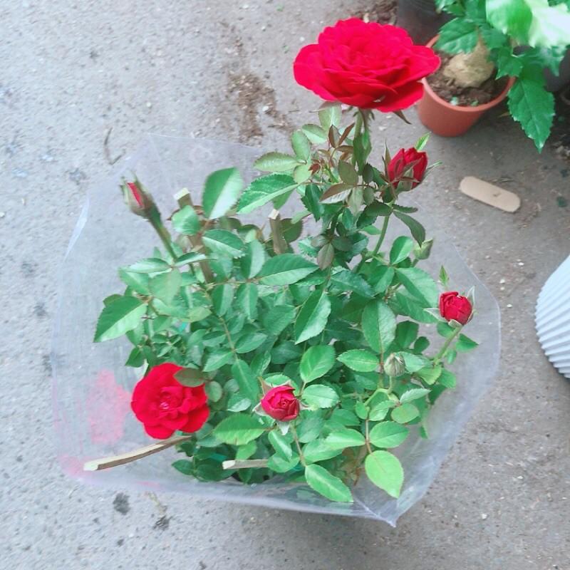 Bụi Hoa Hồng Siêu Nụ