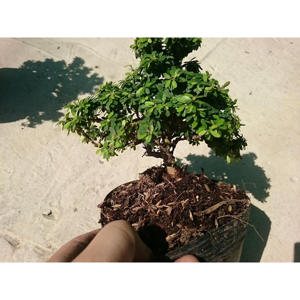 Cây Linh Sam Bonsai - cây cảnh bonsai + tặng phân bón cho cây