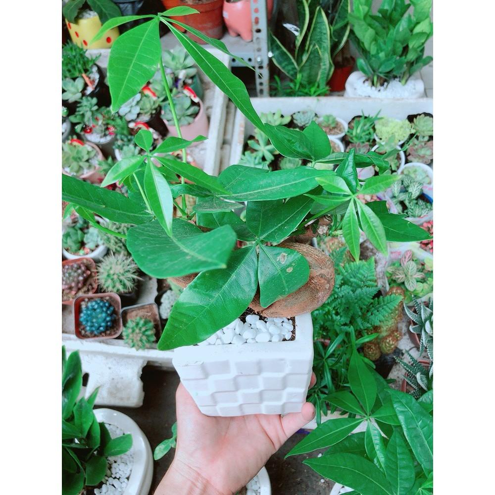 Chậu Cây Kim Ngân Nơ Hay Kim Ngân Tim Chậu Như Hình