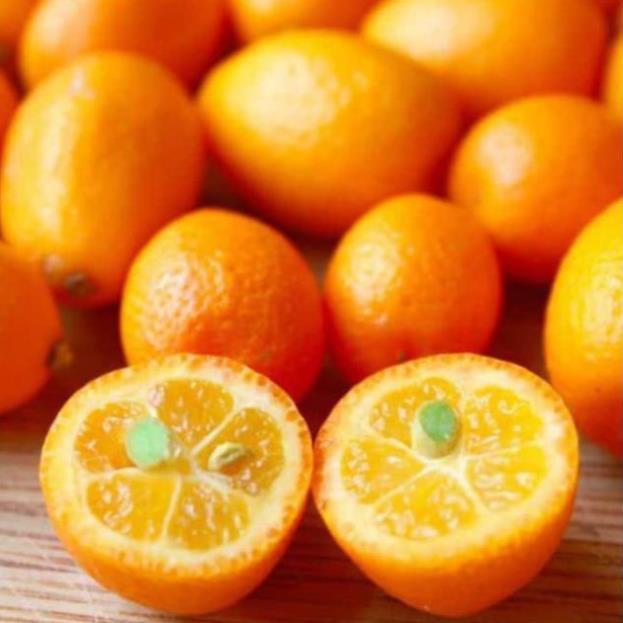 CÂY GIỐNG QUẤT NGỌT SIÊU QUẢ SIÊU NĂNG SUẤT- CAM KÊT GIỐNG CHUẨN F1