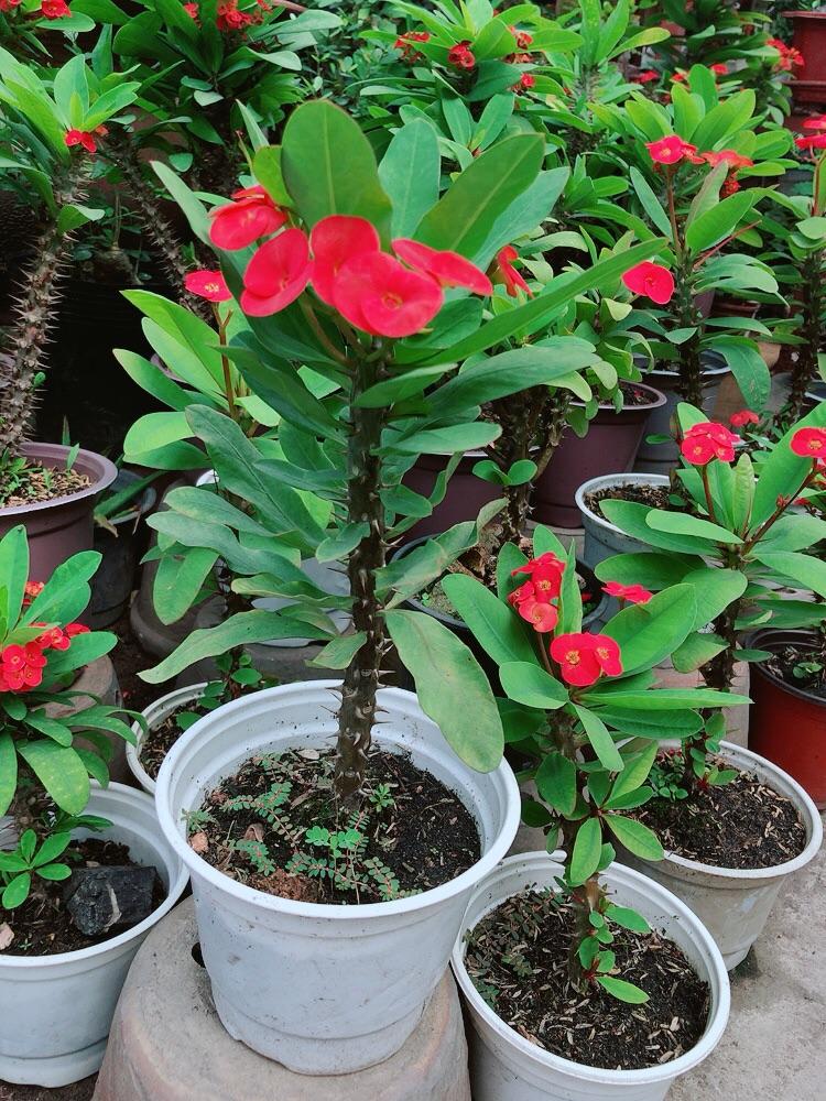 Cây Xương Rồng Bát Tiên