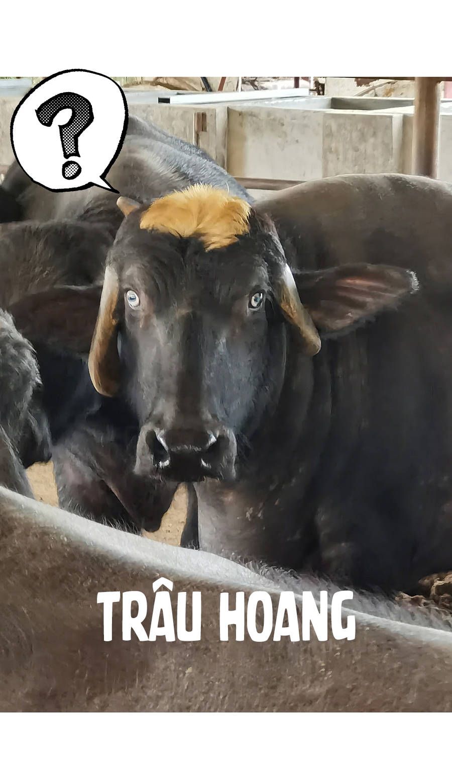 đừng nói yêu tôi chapter 33.1 24