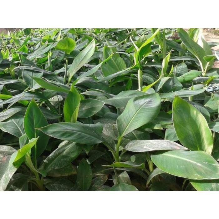 Cây giống CHUỐI ĐỎ ngọt thơm - hàng cây giống CHUẨN F1