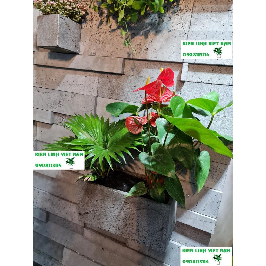 Chậu treo tường trồng cây Dài 30xR10xC15cm đá ong xám tự nhiên, hình chữ nhật, màu xám nhạt trồng hoa ốp tường xinh xắn