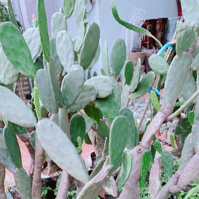 Xương Rồng Bụi Lớn