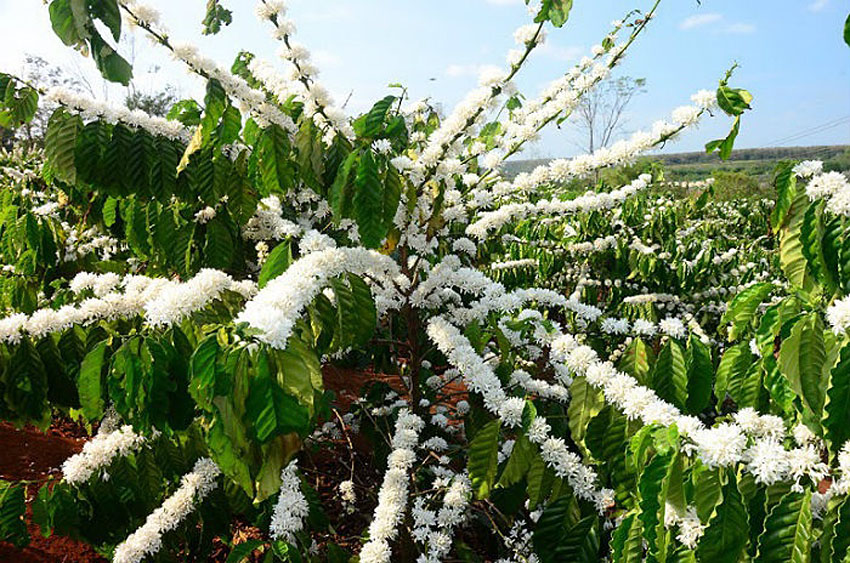 PHÂN BÓN KÍCH THÍCH RA HOA, GIÚP CÂY RA HOA ĐỀU VÀ ĐỒNG LOẠT - FLOWER KÍCH BÔNG 1L