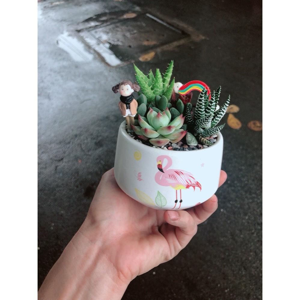 Chậu sen đá tiểu cảnh 14