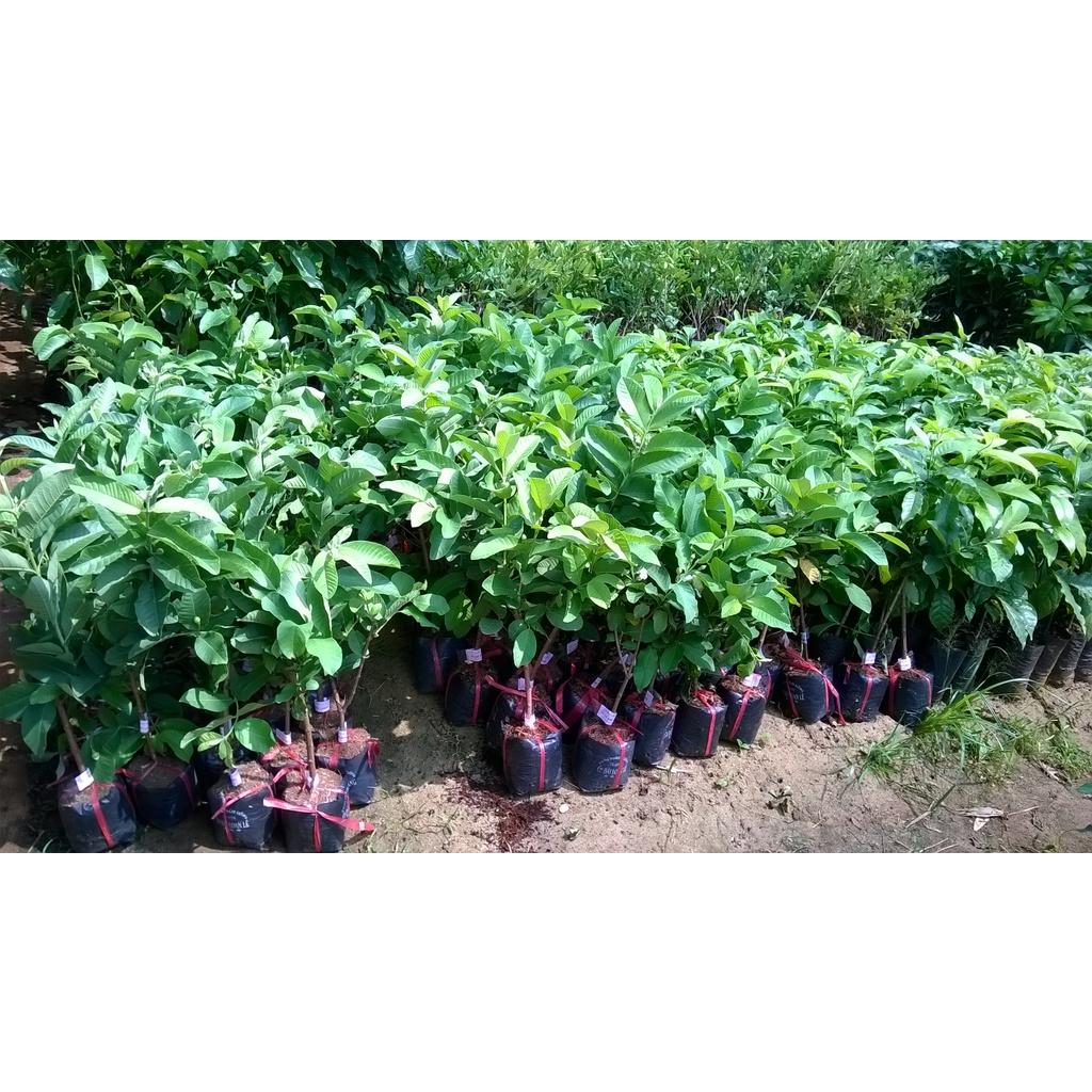 4 KG QUẢ ỔI SẺ RỪNG.