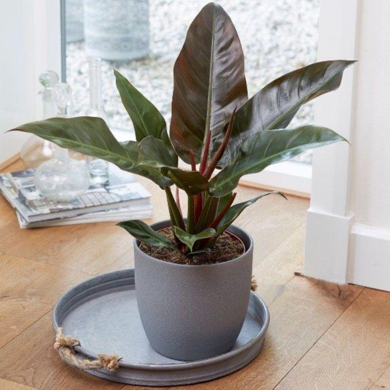 Cây trầu bà Philodendron Imperial Red size lớn - size lá từ 20-35cm. Loại cây sang trọng, quý phái.