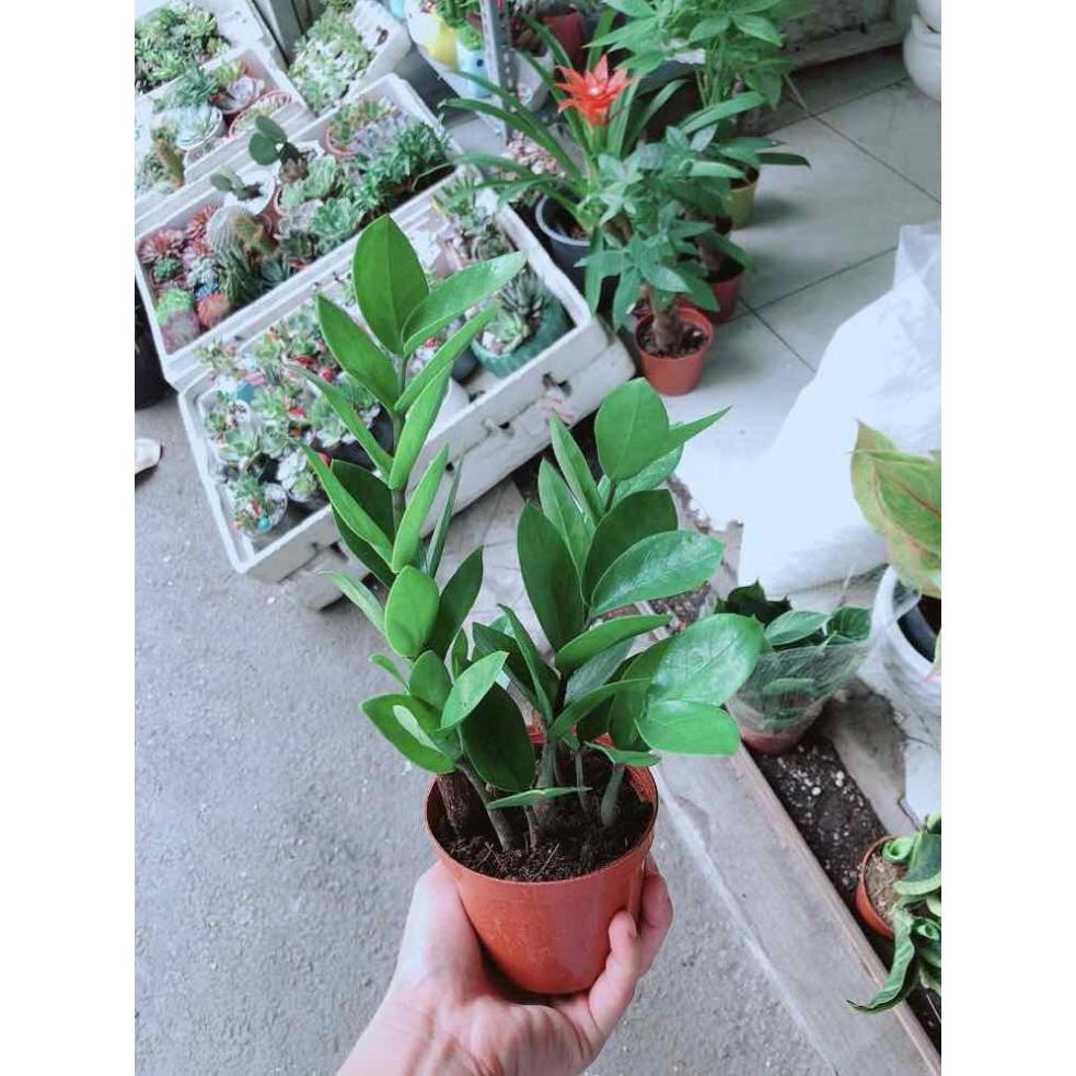 Chậu Kim Tiền Thái Bán Chạy