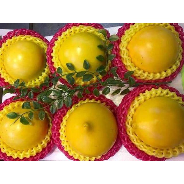 Cây Vú Sữa Hoàng Kim tặng 2 cây chè xanh