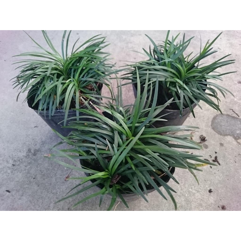 Cỏ gấu mỹ set hồ bán cạn , trồng ban công - cây cảnh để bàn