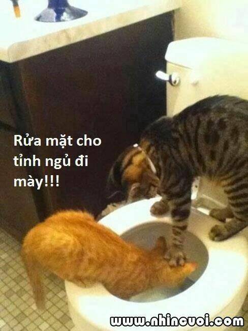 hình ảnh hài hước new chapter 28 2