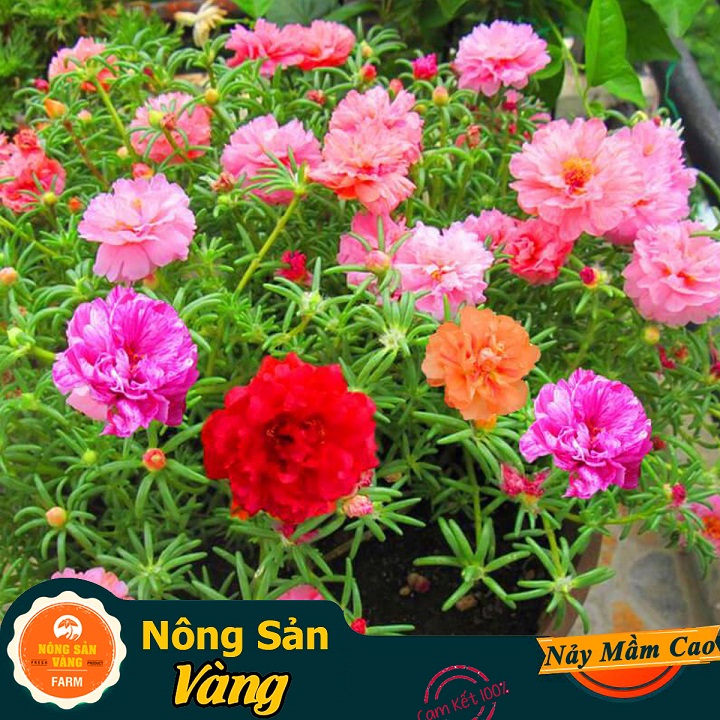 Hạt giống Hoa Mười Giờ Mỹ Nhiều Màu - Nông Sản Vàng