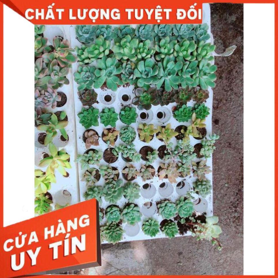 Combo 12 cây sen đá vỉ Nhiều Người Mua