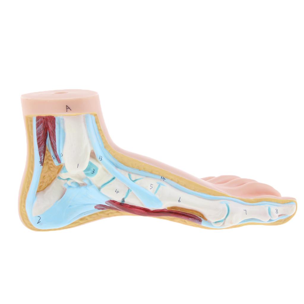 Bộ 3 Miếng 1: 1 Mô Hình Giải Phẫu Bàn Chân Phẳng Cong Bình Thường Của Con Người