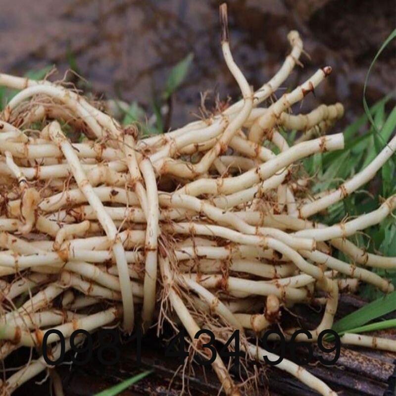 Rễ Cỏ Tranh Khô 500G Loại 01 Khô Mới