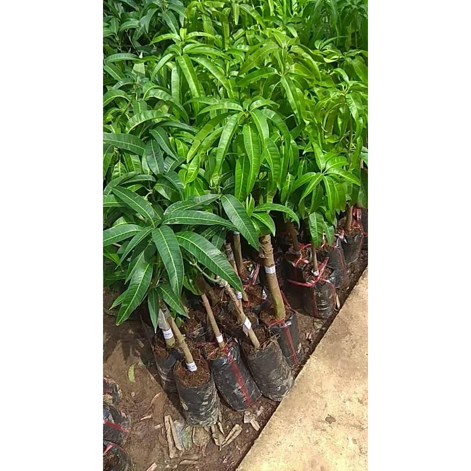 Cây giống Xoài Tím tặng 2 cây chè xanh