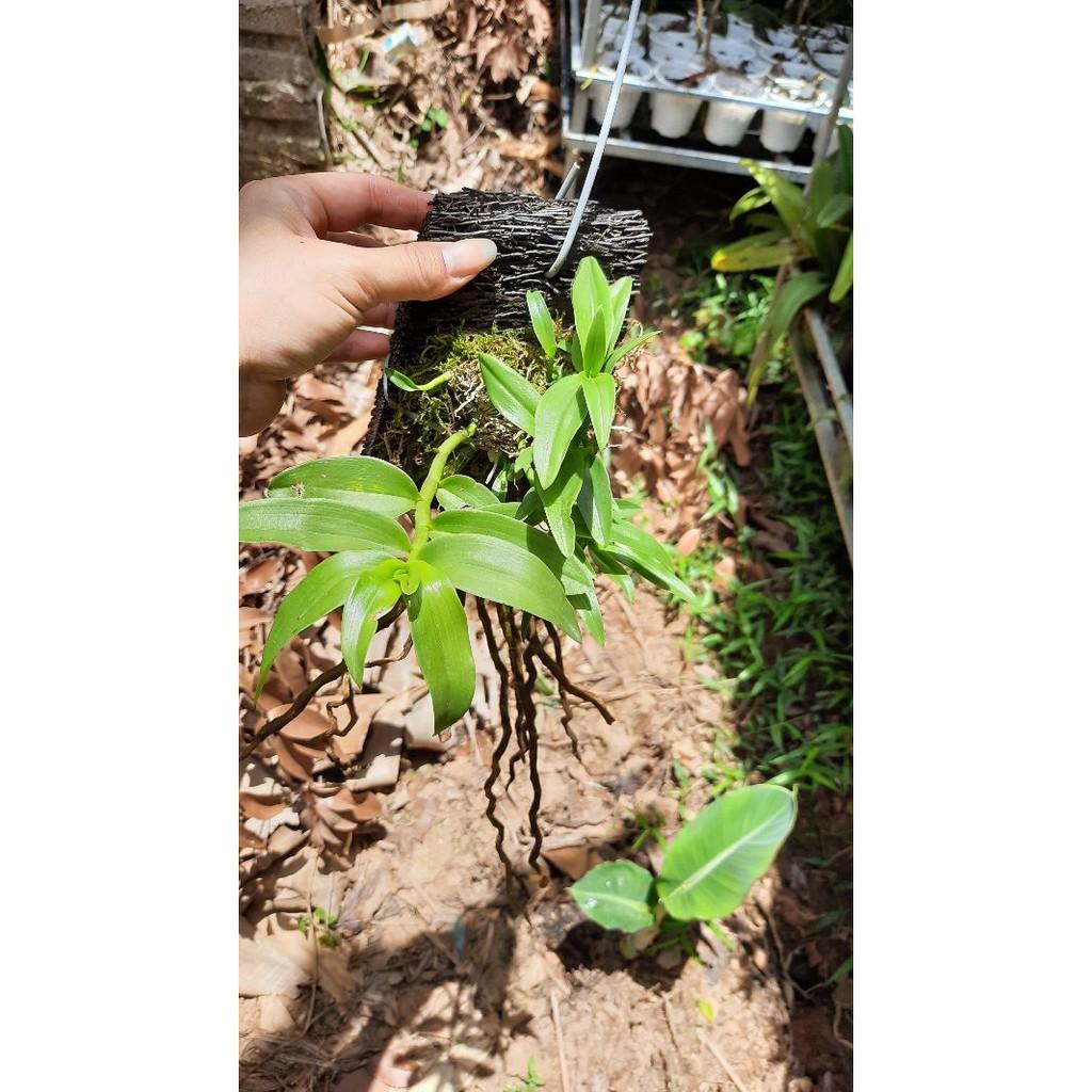 Hoa phong lan long tu xuân