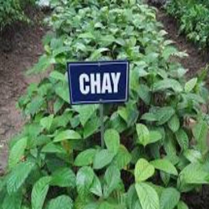 Cây Chay giống cây giống chuẩn sai quả