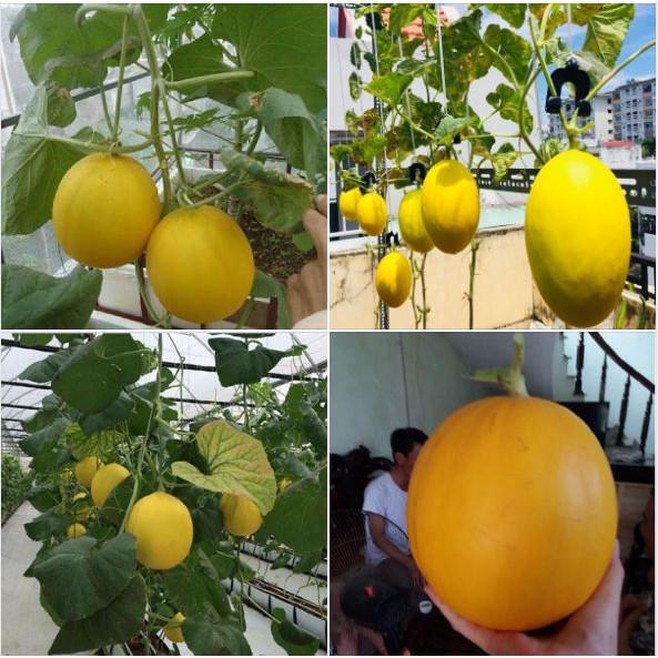Hạt giống dưa kim cô nương Siêu Ngọt 10 hạt/gói