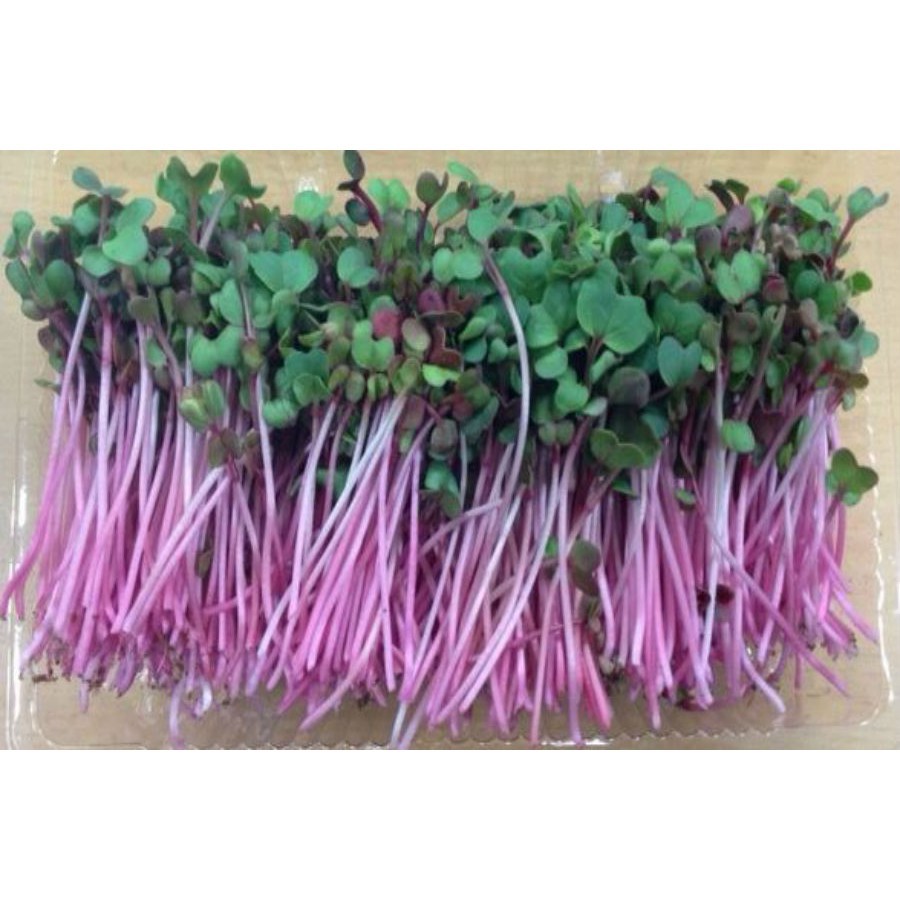 Hạt giống mầm củ cải đỏ 100gr