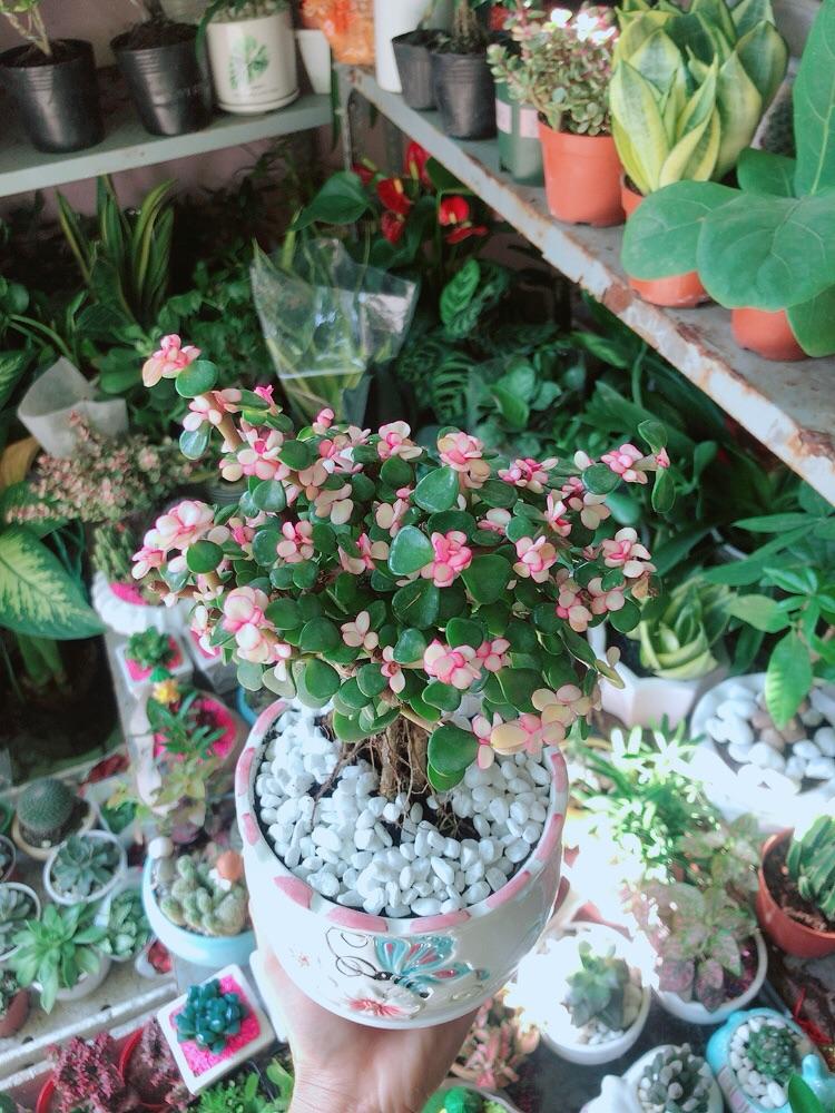 Chậu Cây Cành Vàng Lá Ngọc