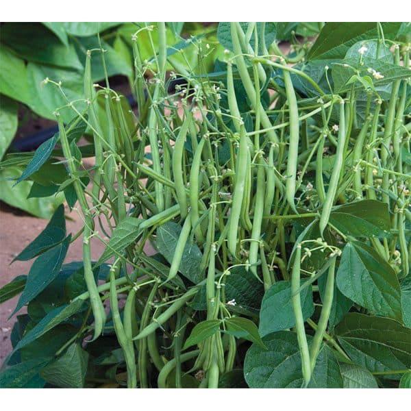 Hạt giống Đậu Cove bụi lùn, đóng gói 20gr