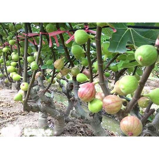 CÂY GIỐNG SUNG MỸ QUẢ TO SIÊU NGỌT GIỐNG CHUẨN F1 + Tặng 01 cây dâu da đất