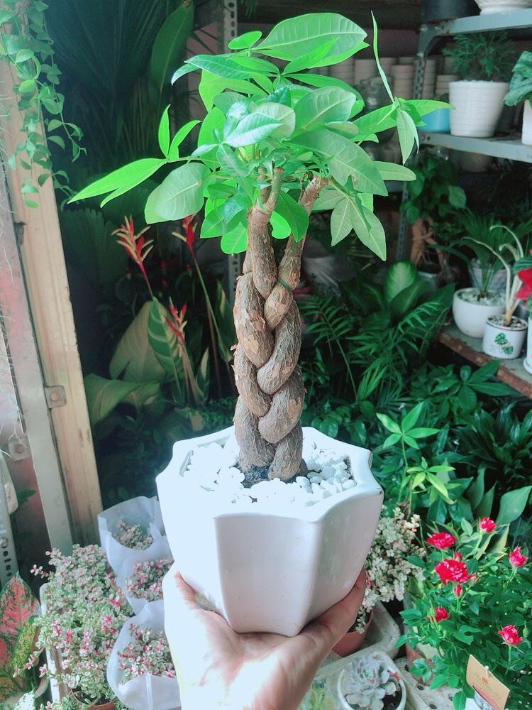 Chậu Cây Kim Ngân Thắt Bính