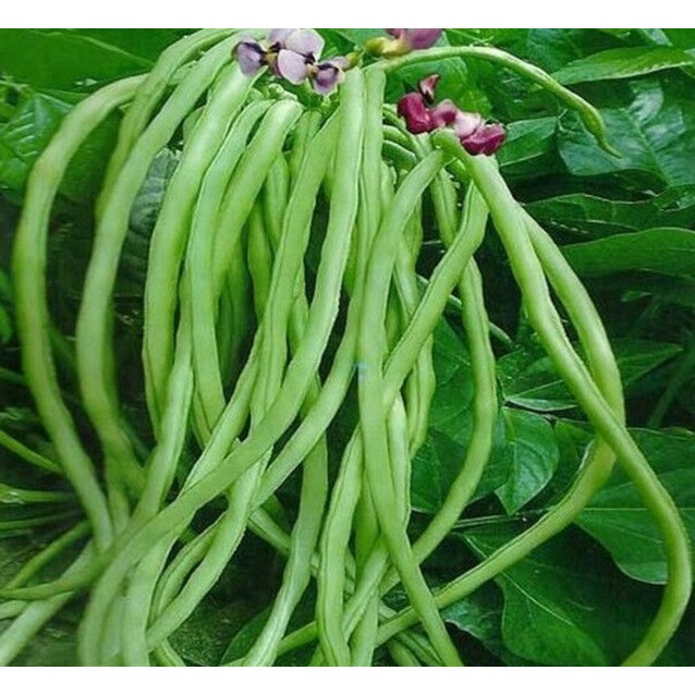 Gói 20g Hạt giống đậu đũa xanh F1, đậu đũa cao sản