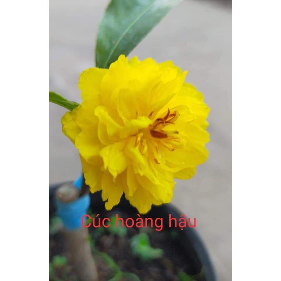 Mai Cúc Hoàng Hậu cây có nụ chơi Tết 2022