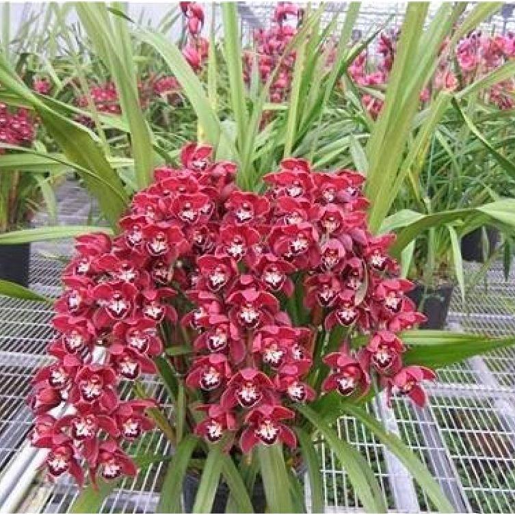 Combo 2 Củ hoa địa lan santo hoa màu tím