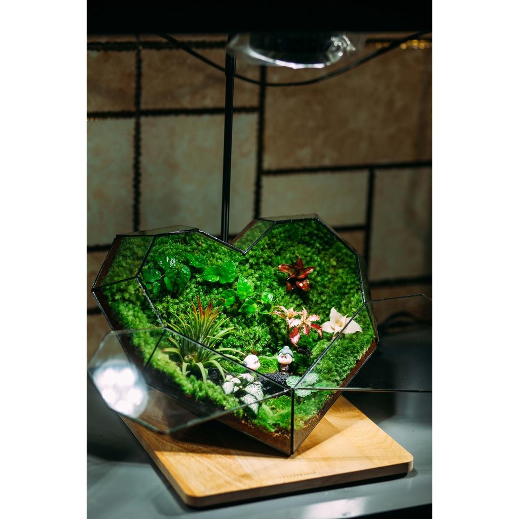 COMBO TỰ SET TERRARIUM-TRÁI TIM VALENTINE -VƯỜN NHIỆT ĐỚI