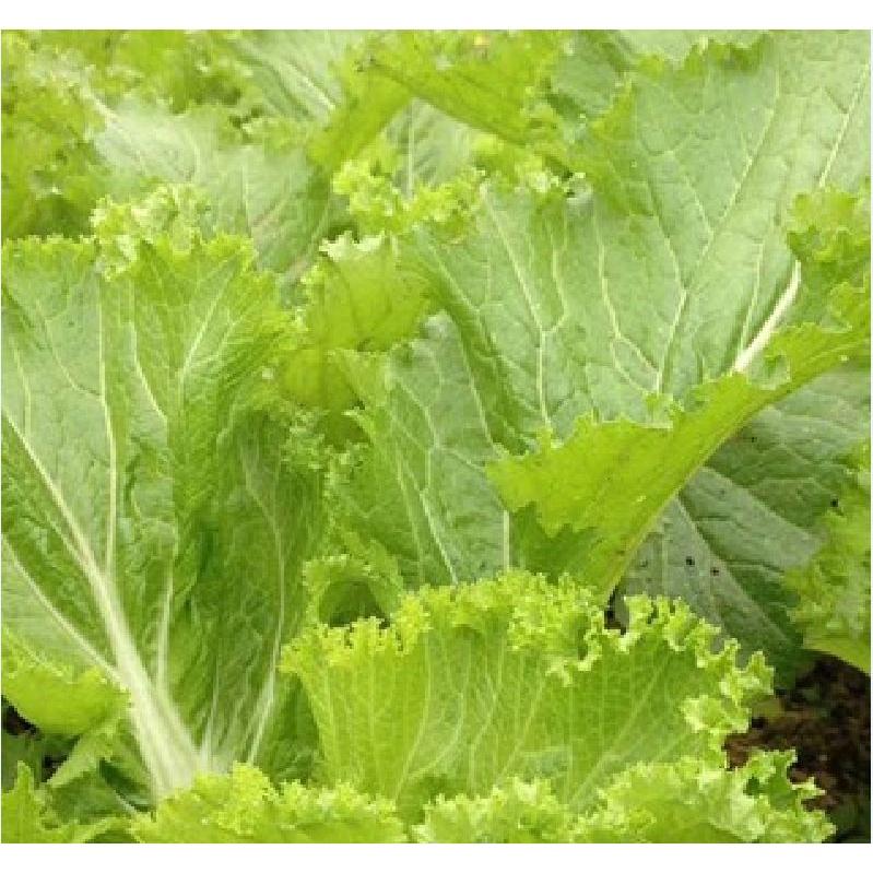 Hạt giống rau cải canh lá vàng cao sản KNS3405 - gói 10gram
