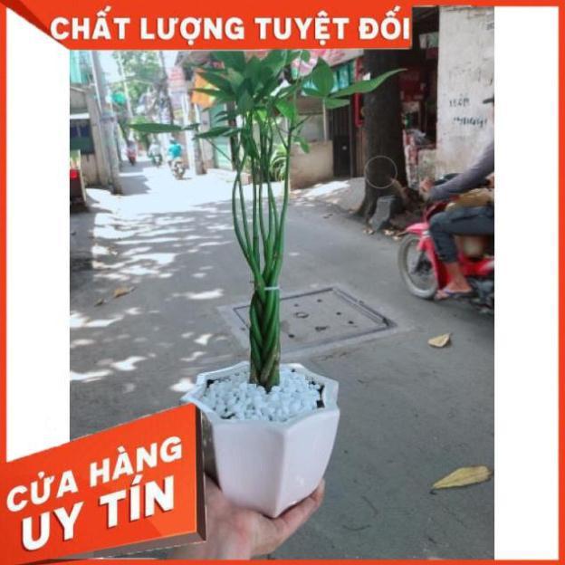 Cây kim ngân bím 5 thân mini