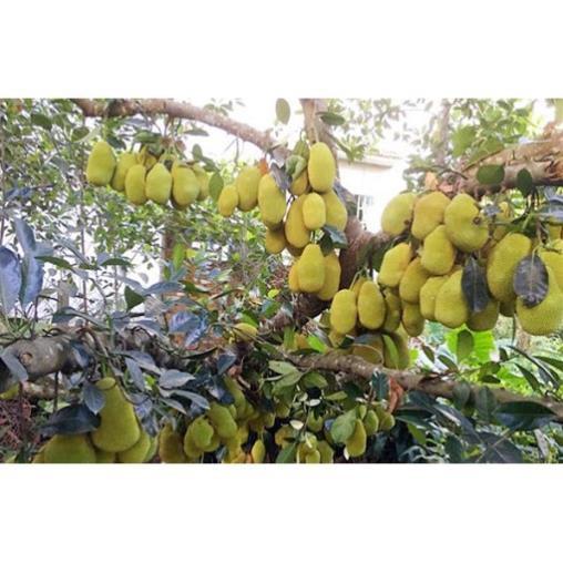 CÂY GIỐNG MÍT TA SIÊU QUẢ, SIÊU NGON, NGỌT, THƠM + Tặng 01 cây dâu da đất