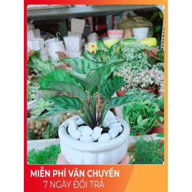 Chậu Đuôi Công Xanh