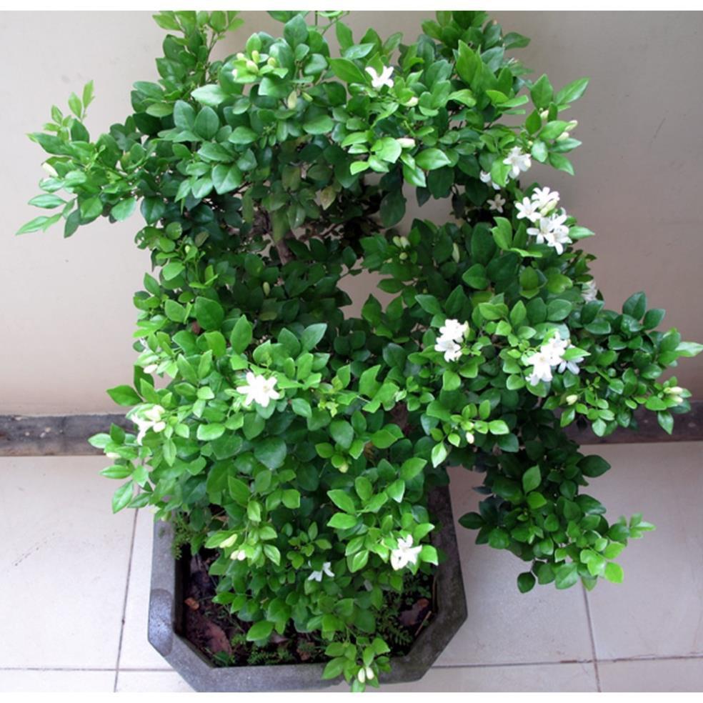 Giống cây nguyệt quế đánh đất