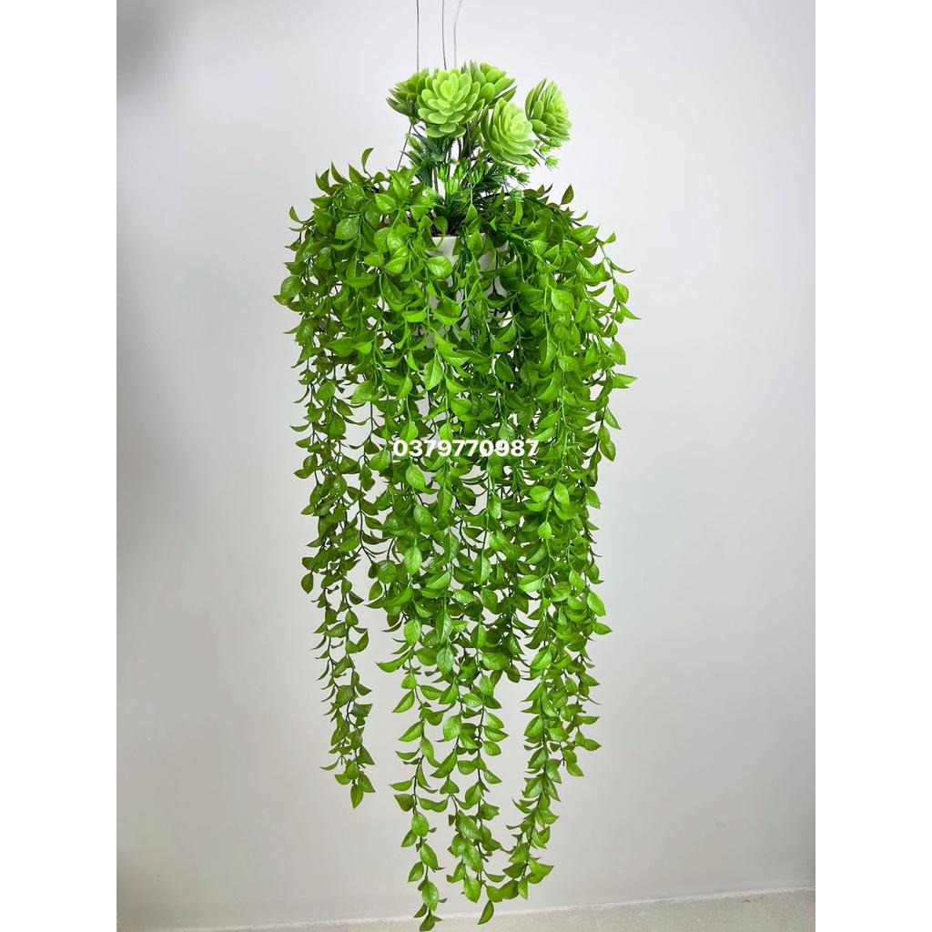 Chậu cây rủ trang trí, cụm dây leo rủ trang trí cho cà phê, nhà hàng quán ăn decor