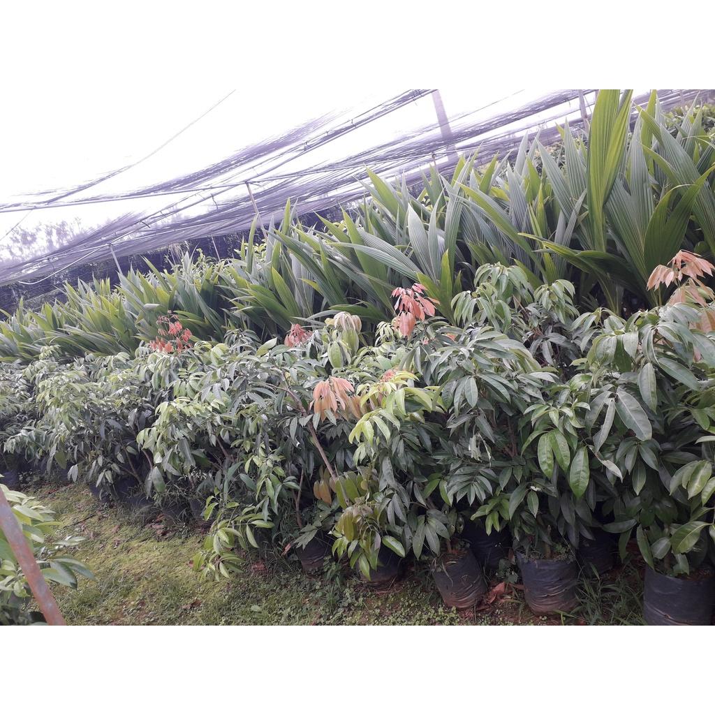 Cây giống Vải không hạt SIÊU SỚM.