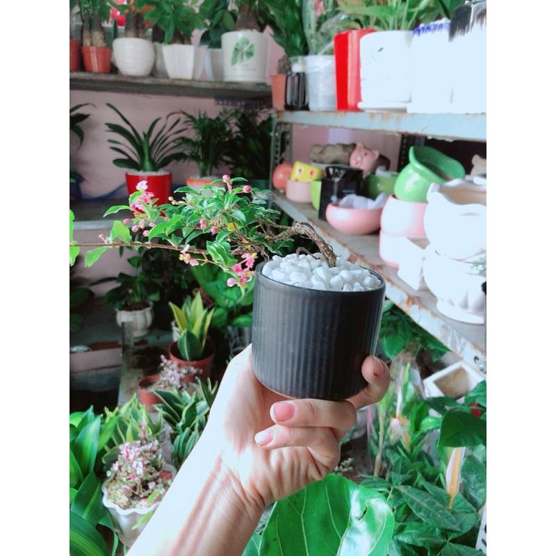 Chậu Cây Mai Hồng Ngọc Bonsai