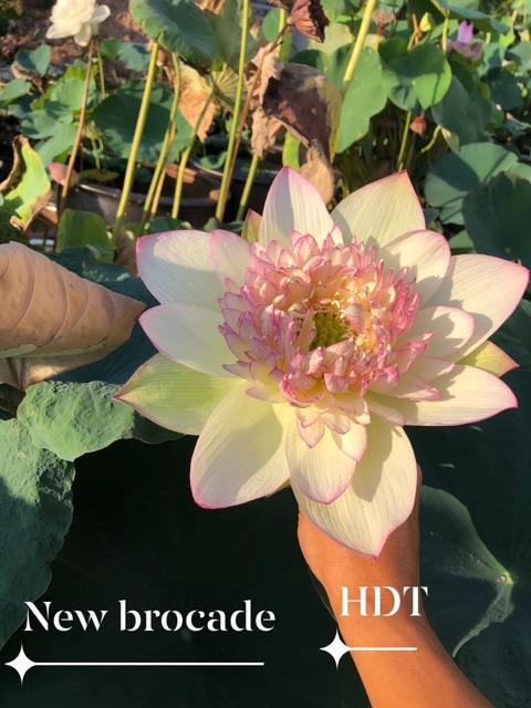 Củ. Sen thái New brocade hoa cực lạ và đẹp.