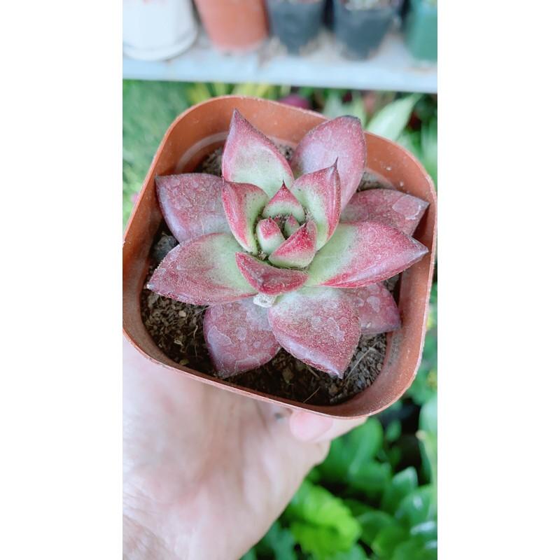 Sen Đá Đế Vương Đỏ