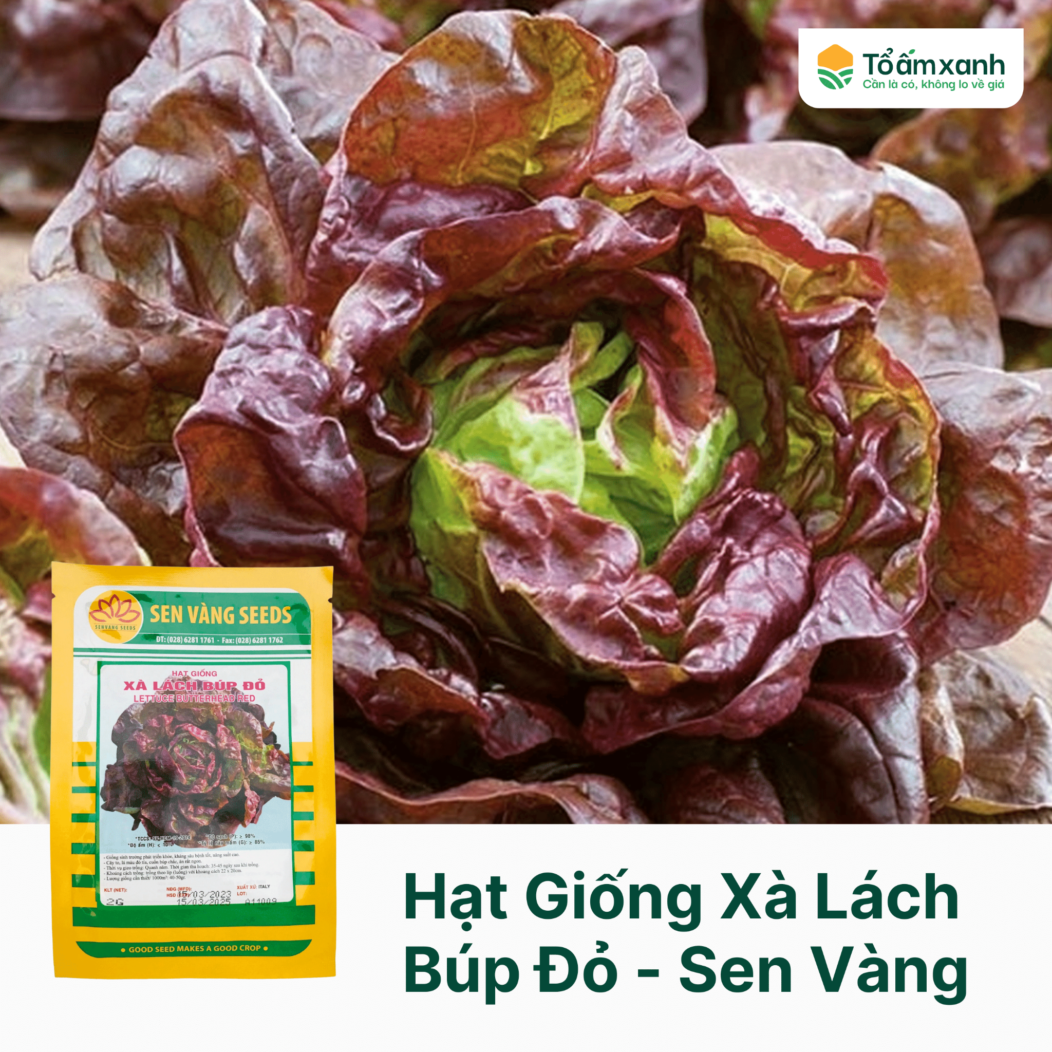 Hạt giống Xà Lách Búp Đỏ Chịu Nhiệt Tốt Gói 2gram Nguyên Bì