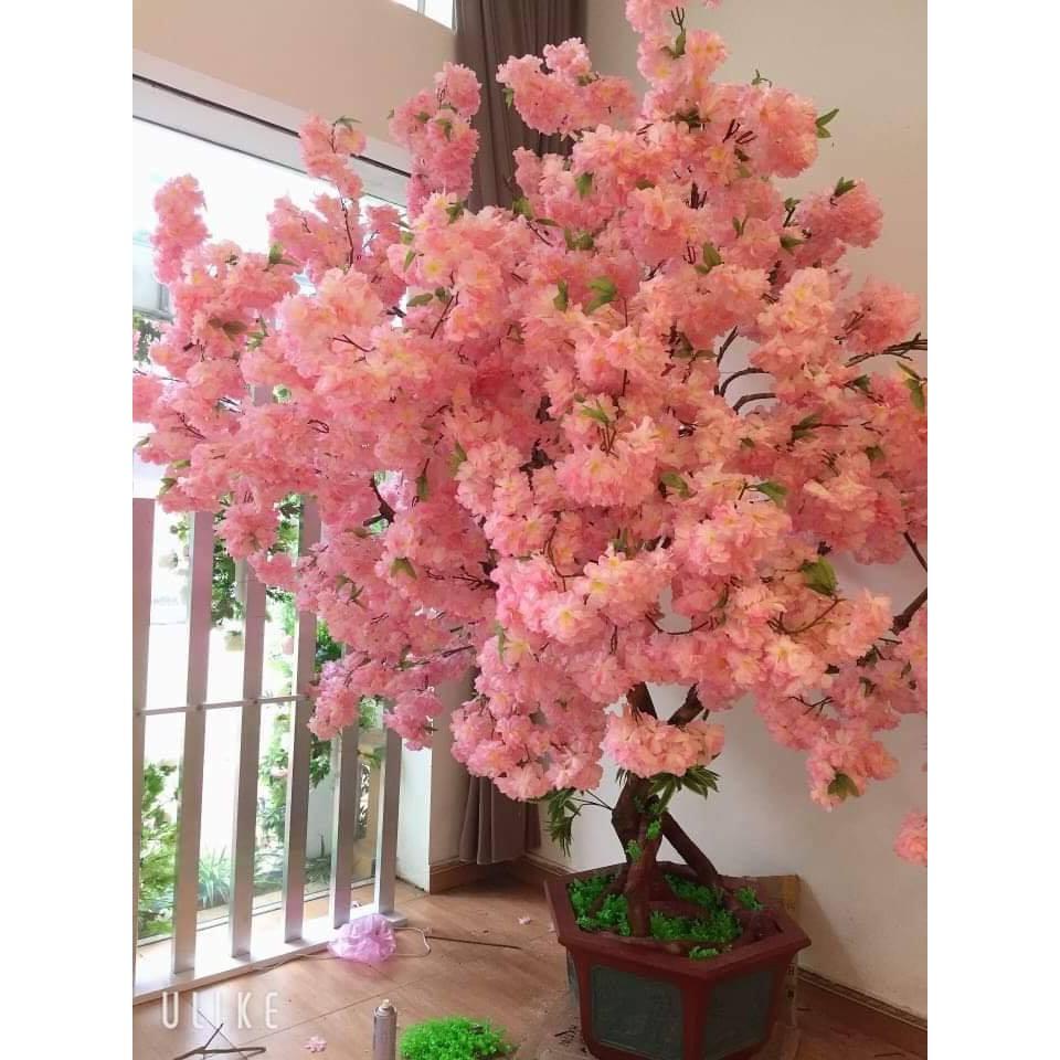 HOA ANH ĐÀO GIẢ Dùng trang trí spa trung tâm thương mại , nhà hàng tiệc cưới , quán trà sữa